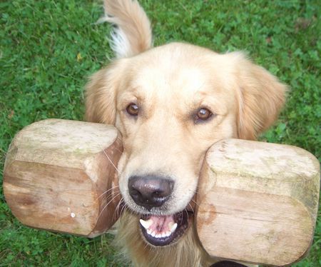 Golden Retriever Djego, bring !!!