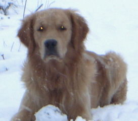 Golden Retriever Djego im Schnee