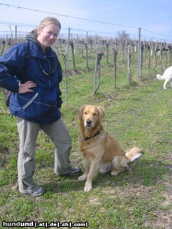 Golden Retriever Na Mäxchen ist es am Nußberg schön?