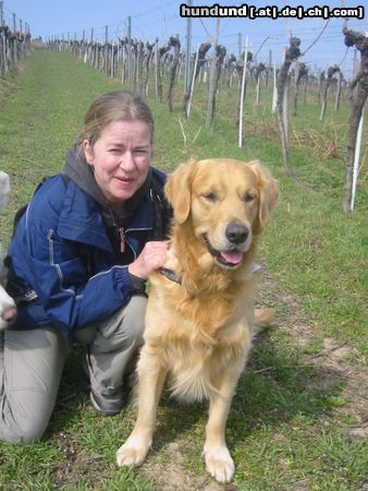 Golden Retriever Traumpaarung