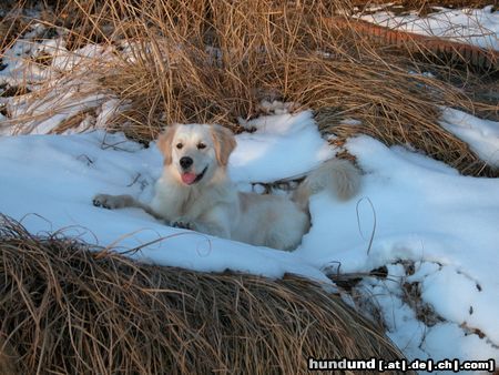 Golden Retriever AIKA