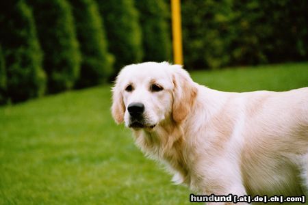 Golden Retriever unsere Gina / 7 Monate