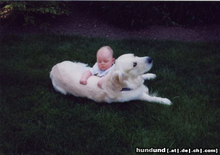 Golden Retriever Gero und Baby Luca