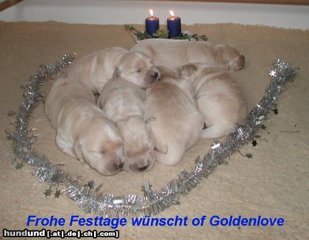 Golden Retriever Frohe Festtage