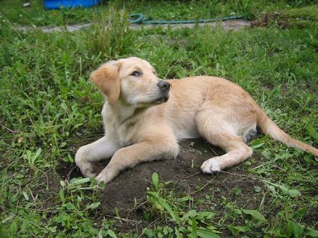 Golden Retriever