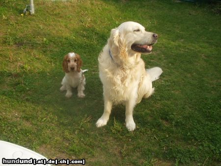 Golden Retriever Bendix