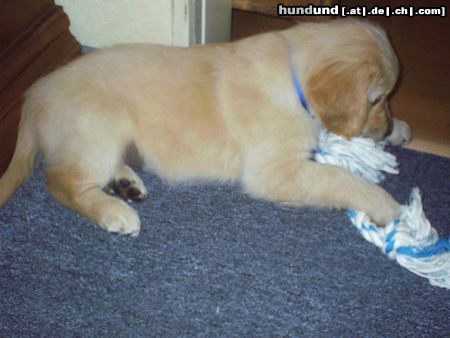 Golden Retriever Das ist Gary 8 1/2 Wochen alt.