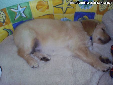 Golden Retriever Gary 8 1/2 Wochen alt