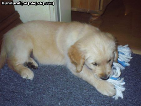 Golden Retriever Das ist Gary 8 1/2 Wochen alt.