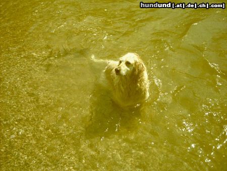 Golden Retriever Chrissies (Soft-Coated) Begegnungen...