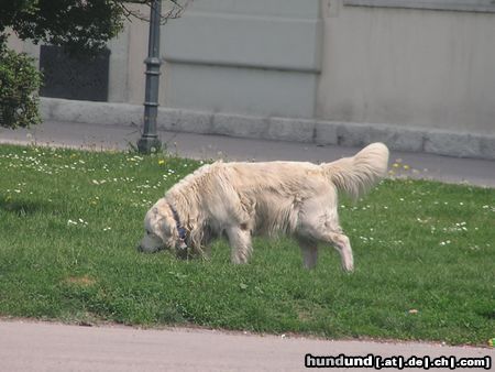 Golden Retriever in der stadt 