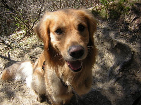 Golden Retriever Paul