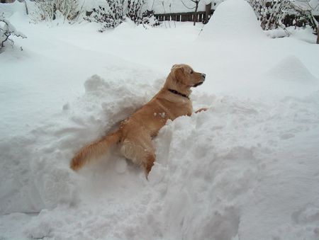 Golden Retriever Unser Hond Happy !