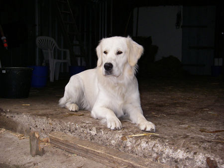 Golden Retriever Hier passe ich auf !!!