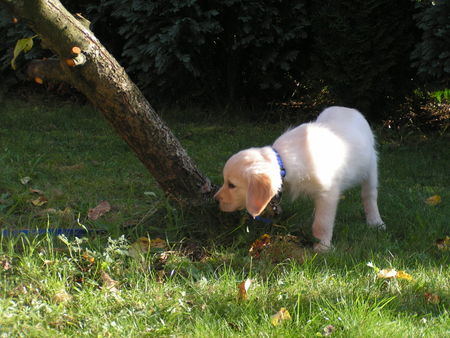 Golden Retriever hab ich ihn umgeworfen