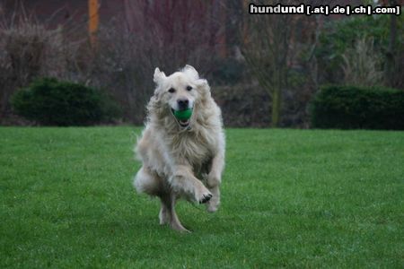 Golden Retriever ich bin wie der Biltz :-)