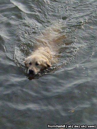 Golden Retriever hier will ich nicht mehr raus :-)