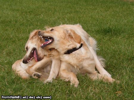 Golden Retriever Geschwister beim Spielen