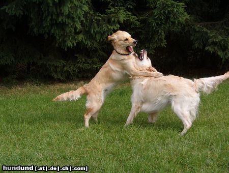 Golden Retriever Geschwister beim Spielen 2