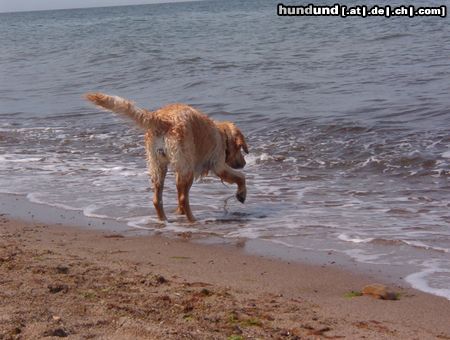 Golden Retriever Amba (Ostsee)