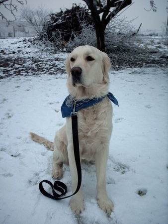 Golden Retriever Nele im Schnee