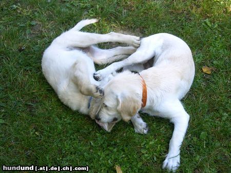 Golden Retriever Ronaldo Herz