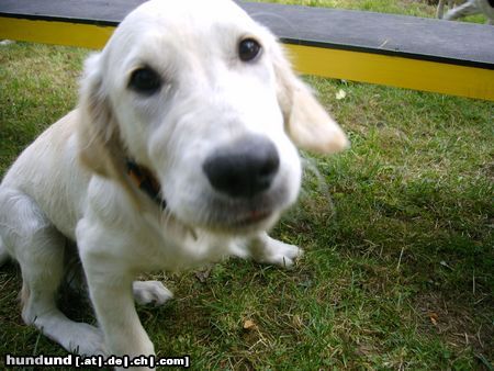 Golden Retriever Ronaldo baby