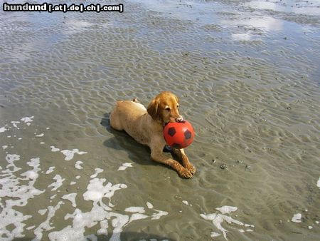 Golden Retriever Unser Spike 