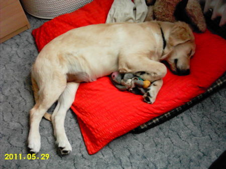 Golden Retriever Kuscheln mit Diddl