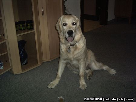 Golden Retriever teddys ganz cool :-)