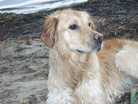 Golden Retriever eine liebenswerte Wasserratte