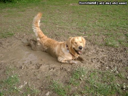 Golden Retriever was gibt es Schöneres...