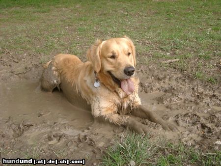 Golden Retriever was gibt es Schöneres...