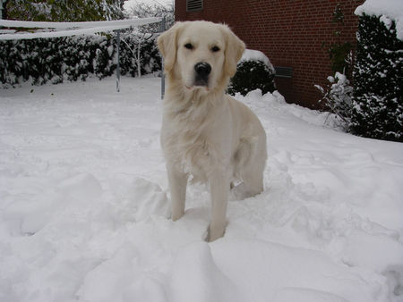 Golden Retriever Balou mit 15 Monaten