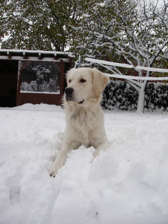 Golden Retriever Balou mit 15 Monaten