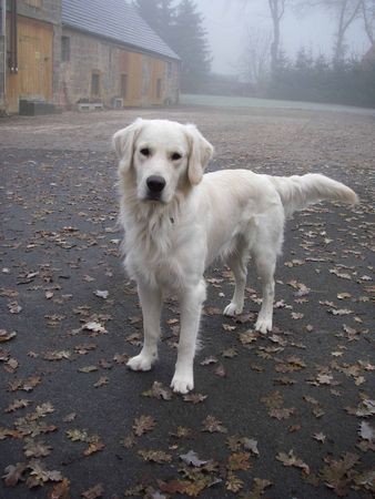 Golden Retriever