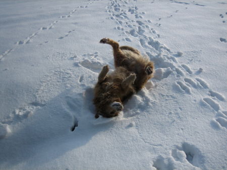 Golden Retriever Schneeeeeeeeee!!!!