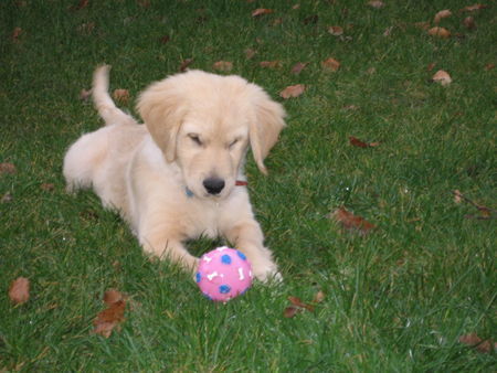 Golden Retriever Anton und sein Lieblingsball