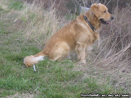 Golden Retriever Was tut sich da unten?