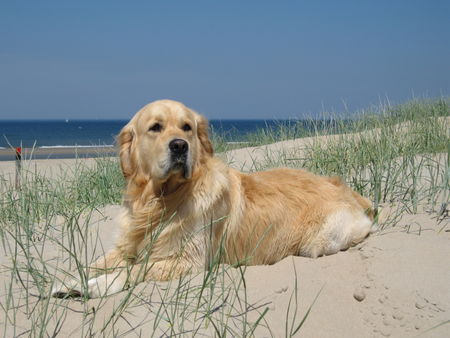 Golden Retriever ein total verrückter ,süßer Goldie Rüde