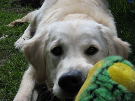 Golden Retriever Toby beim Spielen