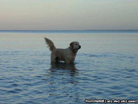 Golden Retriever Unser Dustin in der Ostsee