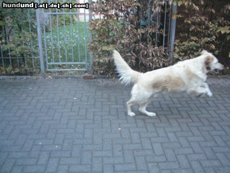 Golden Retriever das ist mein goldenretriever MERLIN er ist 3 jahre und 8 monate alt