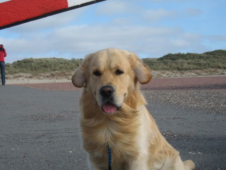 Golden Retriever Billy im Harz