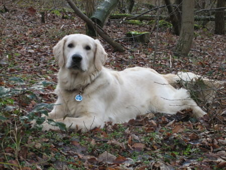 Golden Retriever Hannibal 11 Mon.