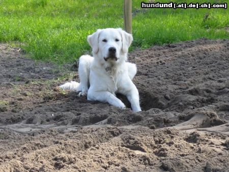 Golden Retriever Balou im Sand