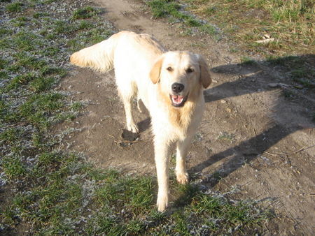 Golden Retriever Mira (1Jahr)