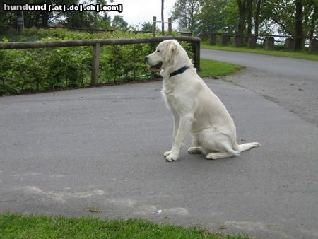 Golden Retriever Balou als Chef vom Hof