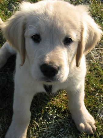 Golden Retriever Unser Balu