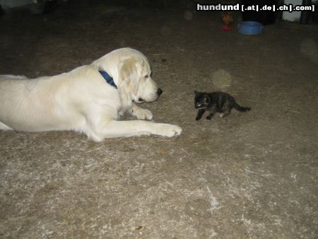 Golden Retriever Balou mit seiner Freundin